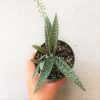 Silver squill plant