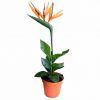 Bird-Of-Paradise-Plant-Yellow-Flower