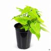 Sweet-Potato-Plant