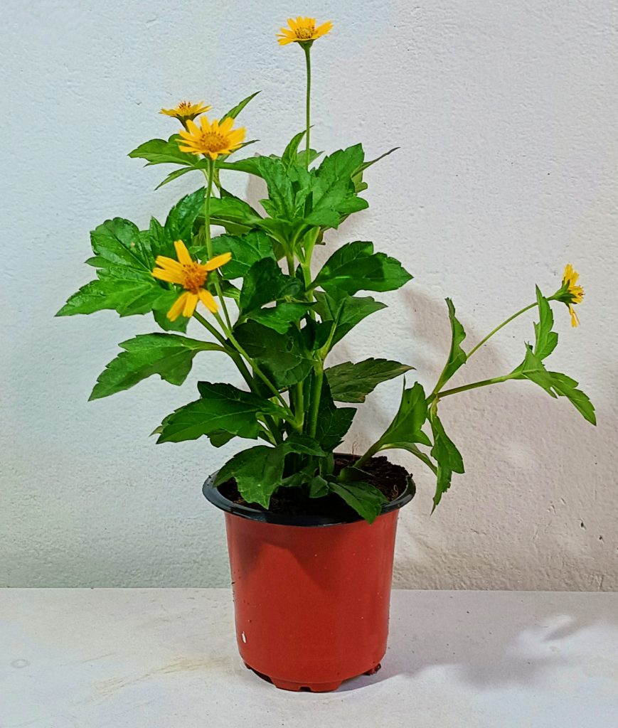 Yellow Flower Plant Bhringraj (Yellow) Bhangra,