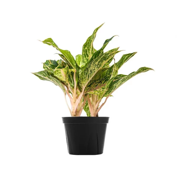 Aglaonema-Green-Papaya Plant